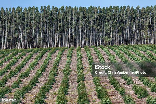 Photo libre de droit de Arbres Des Plantations banque d'images et plus d'images libres de droit de Planter - Planter, Propriété forestière de production, Arbre