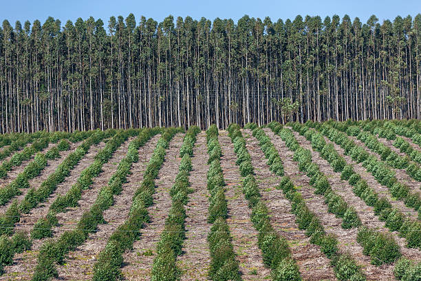 Trees Plantations Trees growing plantations seasons  maturing and new crops tree farm stock pictures, royalty-free photos & images