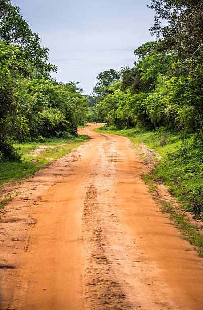 istock Road in National Park Yala, Sri Lanka 504828234