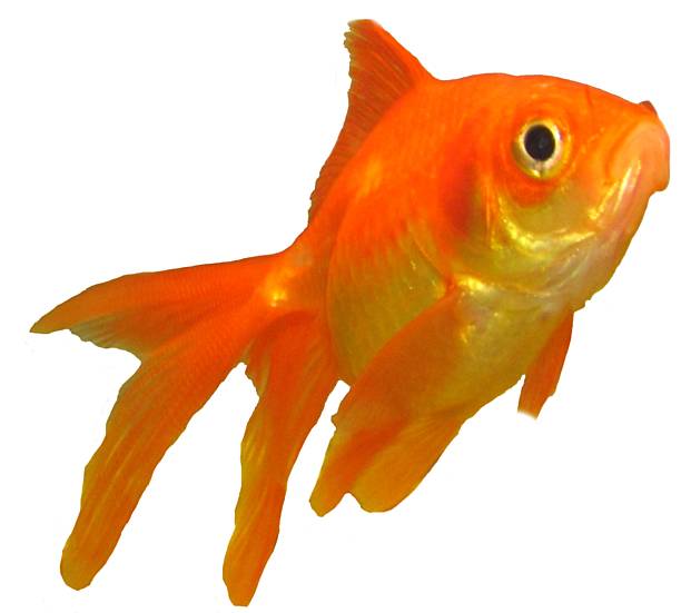 istock fantail goldfish on a white background 504828386