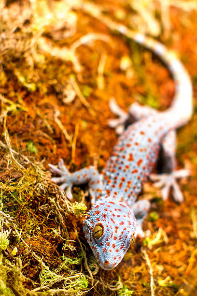 lagarto de animales exóticos gecko gecko - artex fotografías e imágenes de stock