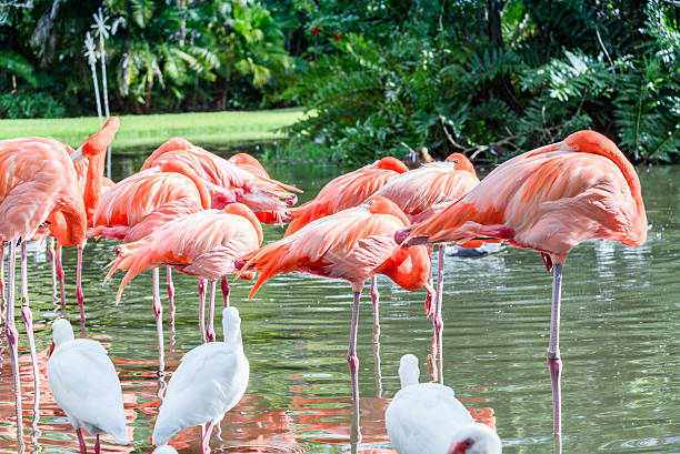 istock Flamingo and White Ibis birds 504828474