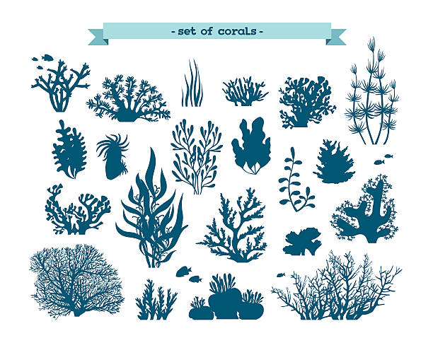 수중 ��세트마다 corals 및 algaes. - algae seaweed underwater plant stock illustrations