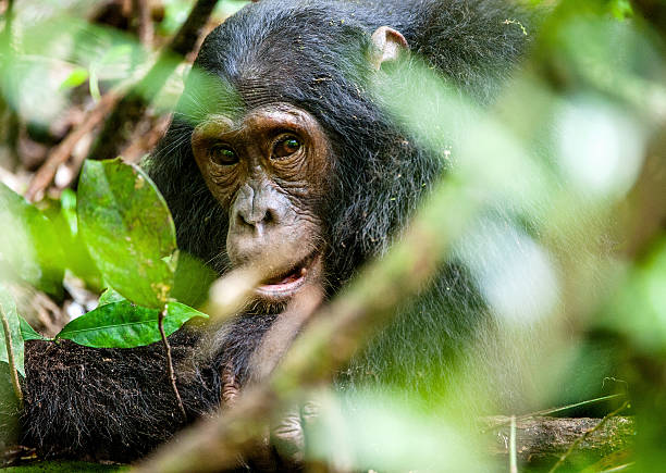 istock Close-up portrait of old chimpanzee 504830432
