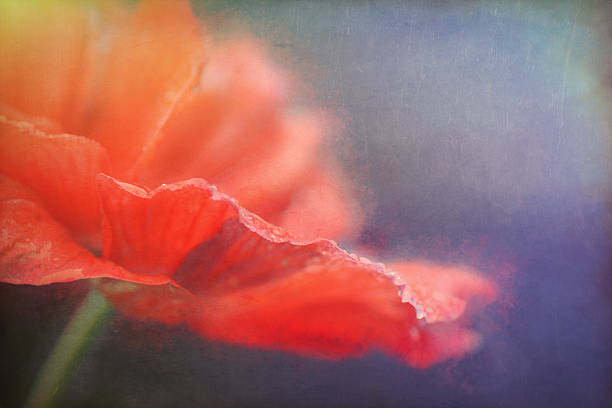 istock Digital art, smudge Artistic composition textured, anemone flower 504830500