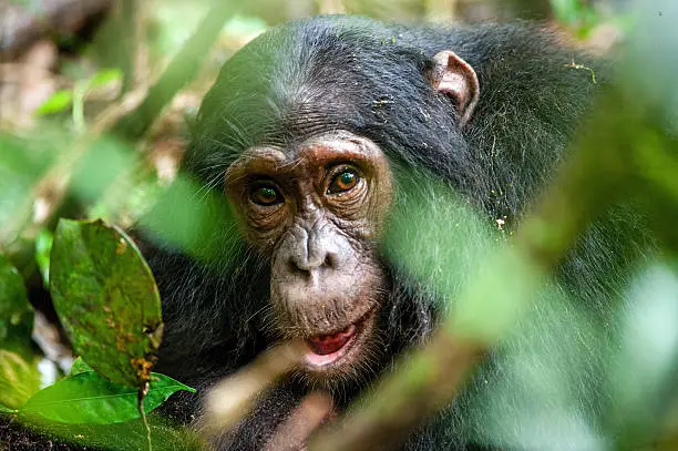 Close up portrait of old chimpanzee Pan troglodytes resting in the jungle of Kibale forest in Uganda