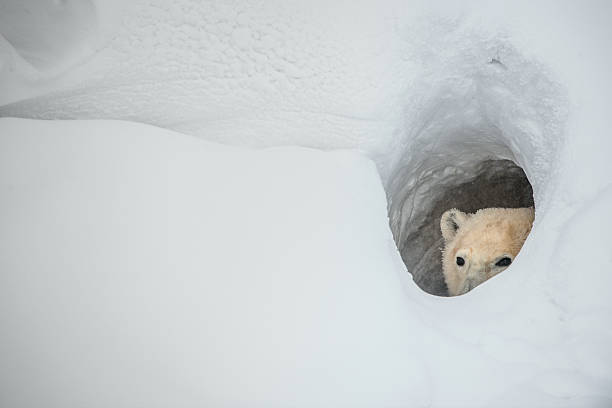 el oso polar vista de un estudio de la nieve - madriguera fotografías e imágenes de stock