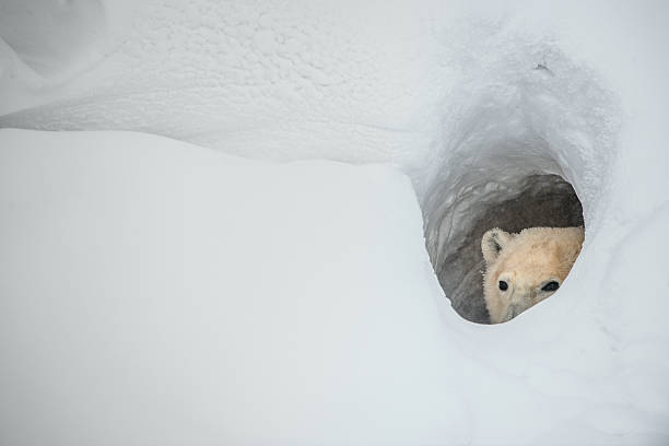 The polar bear looks out of a snow den The polar bear looks out of a snow den. Canada burrow stock pictures, royalty-free photos & images