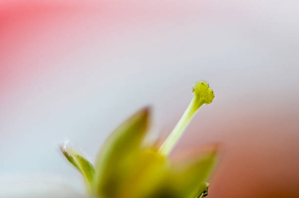 Picture of a Beautifull subtle colors of a stamens, macro,