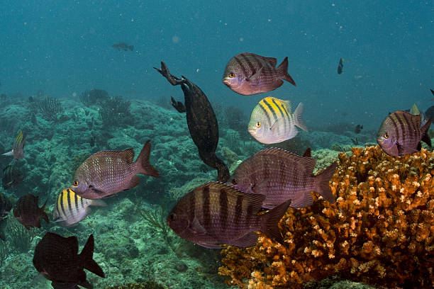 istock cormorant while fishing underwater in bait ball 504832252