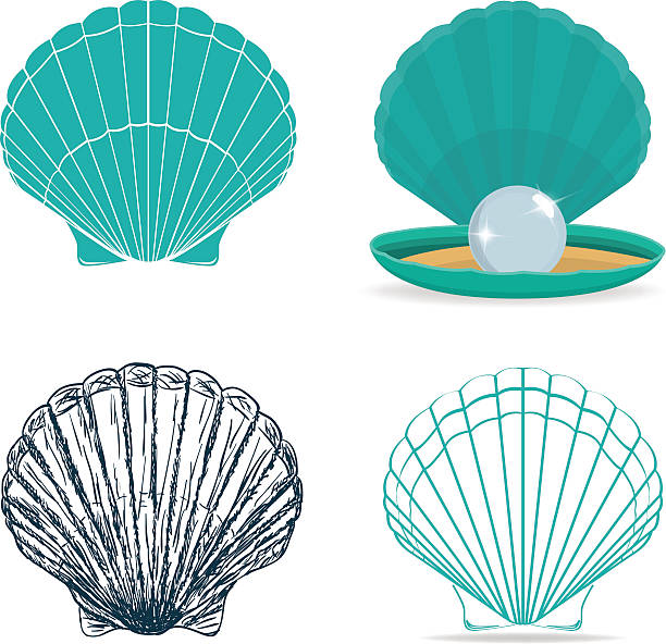 Pearl Vector Art Icons And Graphics For Free Download Pearl Vector Art Icons And Graphics For Free Download
