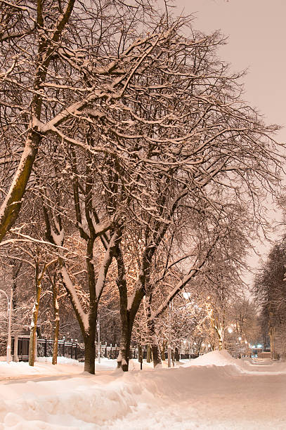 istock Winter park at night vertical view. Grey Sky 504852432