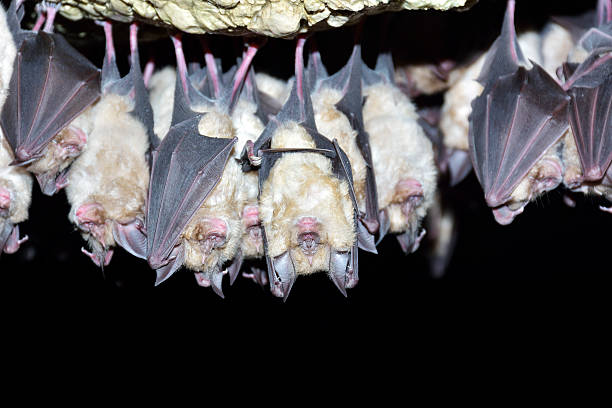 istock Group of Greater horseshoe bat (Rhinolophus ferrumequinum) 504852578