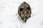 Wild boar running through deep snow