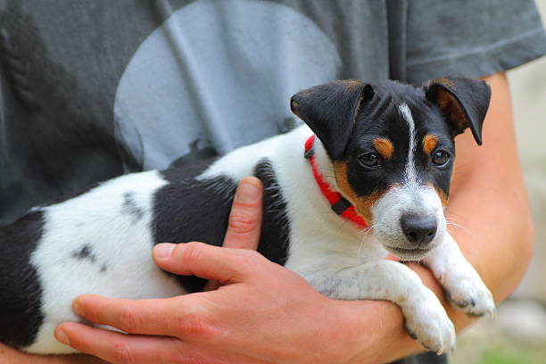istock Holding Jack-Russell puppy 504853679