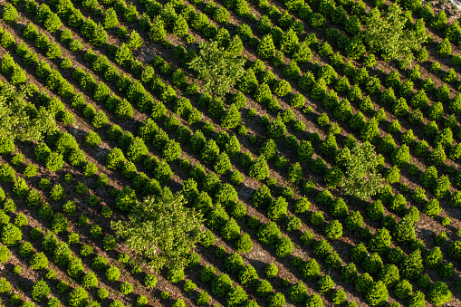 aerial view of the tree plantation in Poland