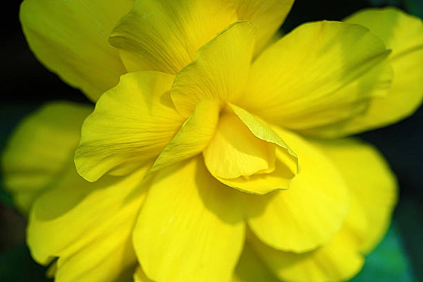żółty begonia - filiment zdjęcia i obrazy z banku zdjęć