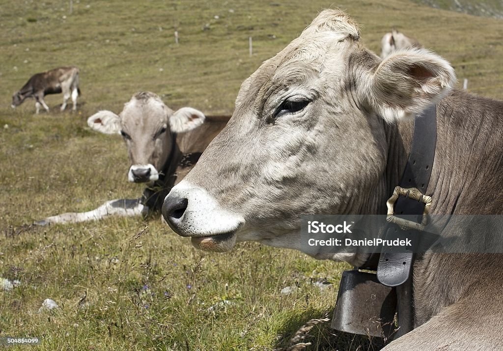 Jefe de vaca (bos primigenius taurus), con cowbell - Foto de stock de Collar para perro libre de derechos