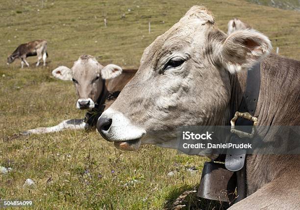 Jefe De Vaca Con Cowbell Foto de stock y más banco de imágenes de Collar para perro - Collar para perro, Agricultura, Aire libre