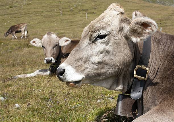 head of cow (bos primigenius taurus), with cowbell