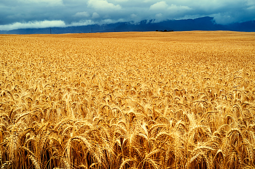 Looking across a frame-filling ripe wheatfield towards a blue-tinged mountain range covered in cloud. Beautiful, golden, textured nature background or copy space.