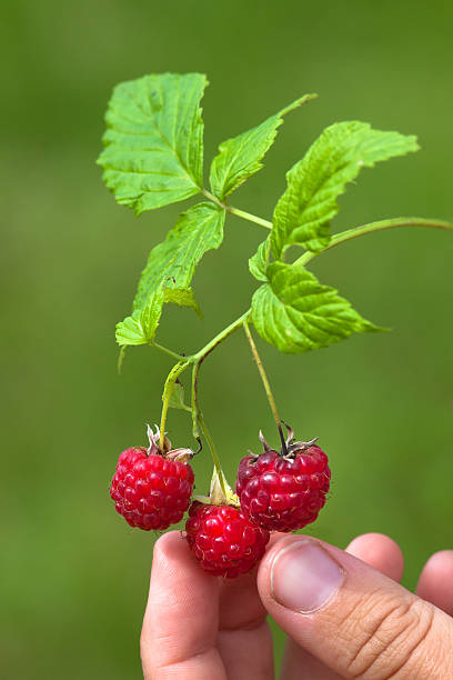 istock hand picking berries of raspberries 504854488