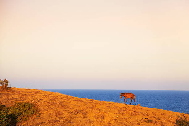 istock Horse grazing in a coastal pasture 504854816