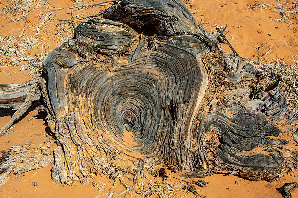 Free picture: Cross section of dry tree trunk on ground