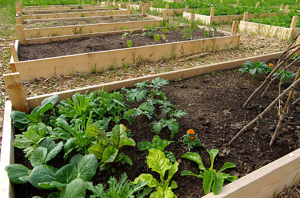 istock Raised Beds in a Community Garden 504856062