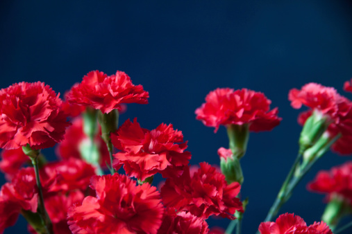 color photograph of red carnations on blue background with plenty of copy space