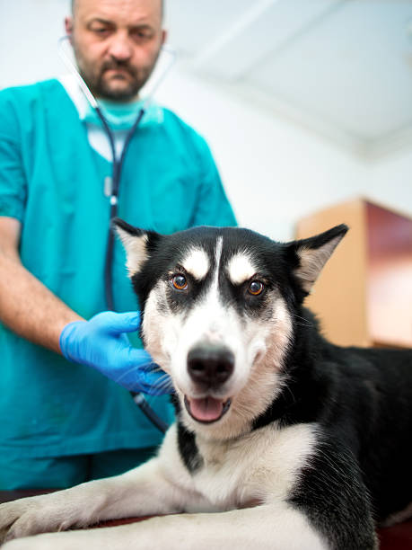 istock Vet and dog 504858354