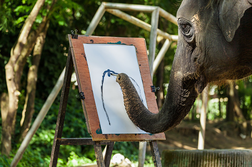 An elephant paint a watercolor.