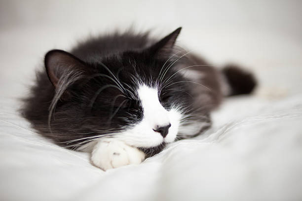 istock Beautiful cat lying on bed 504858777