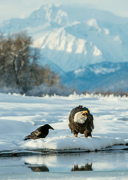 bald eagle e nero corvino. - north america bald eagle portrait vertical foto e immagini stock