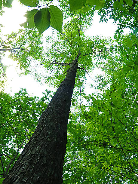 istock Low Angle view of Tree Growing Tall in the Forest 504858929