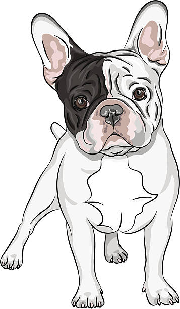 ilustraciones, imágenes clip art, dibujos animados e iconos de stock de vector boceto interior de perros de raza bulldog francés - french bulldog