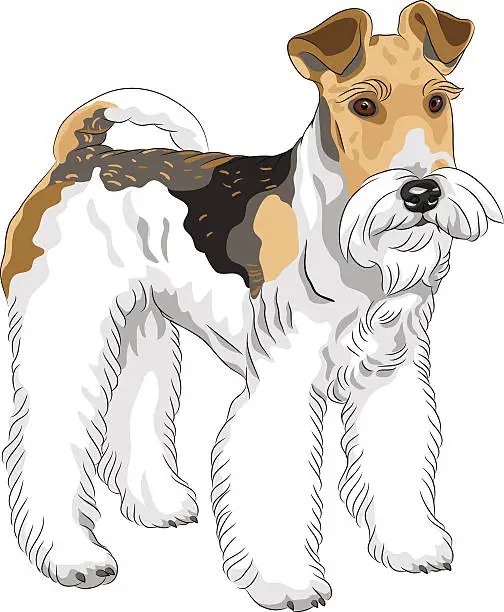 Vector illustration of vector sketch dog  Wire Fox Terrier breed standing