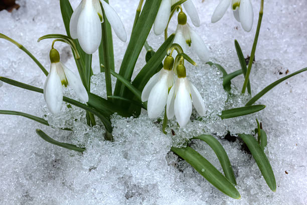 istock Snowdrop. Flower. Wood. 504859238
