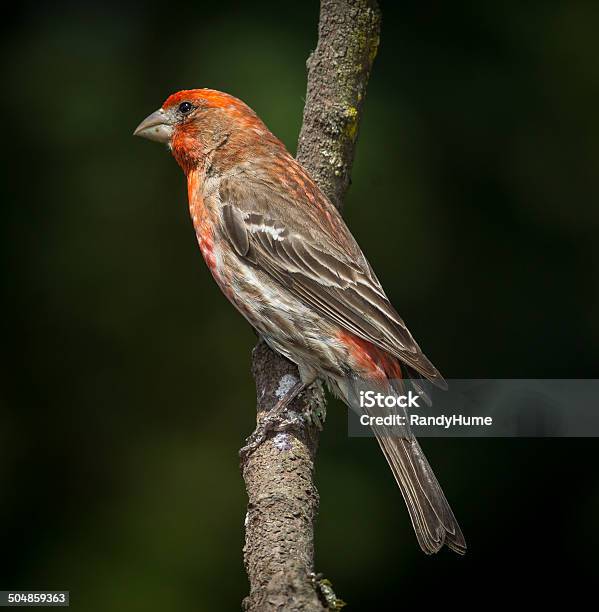 House Finch Stock Photo - Download Image Now - Animal, Animal Body Part, Animal Wing