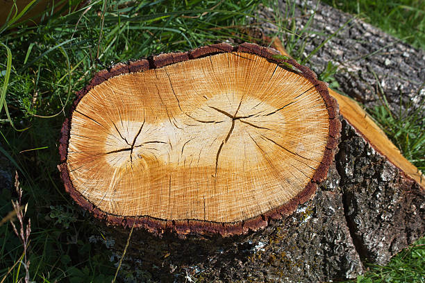 istock Cut to Two Trees States - Corte Transversal de  Roble 504859402