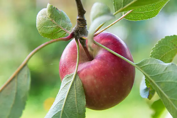 Red ripe apple on the tree surrounded by leaves - Ripe red apple on the tree, surrounded by leaves