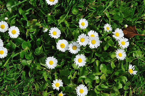 istock Field of daisy flowers 504860484