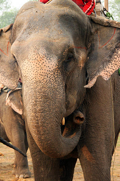 istock Nepal: Elephant Safari at Chitwan National Park 504860701