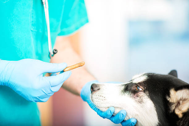istock Vet and dog 504862382
