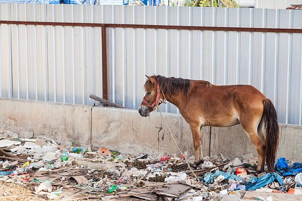 Horse stands in the waste and its own excrement. stock photo