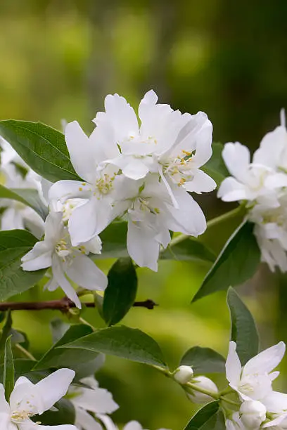 The blossoming mock orange in a spring garden.