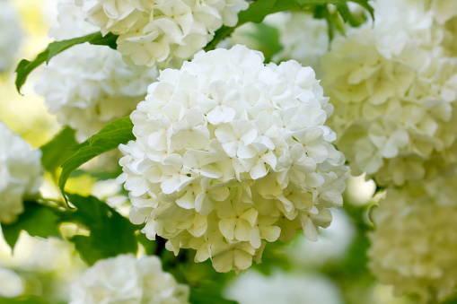 The blossoming guelder-rose in a spring garden.