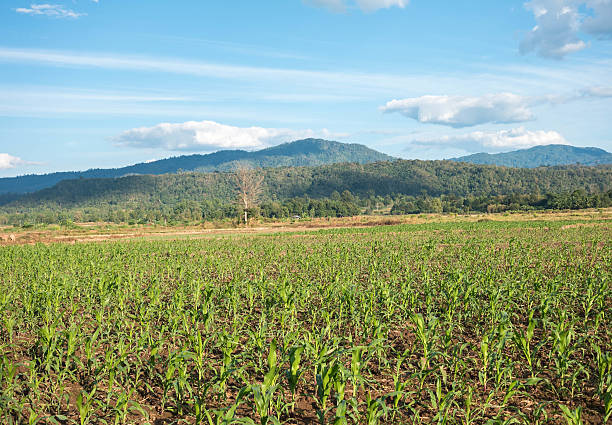 istock field against a blue sky  blur 504866368