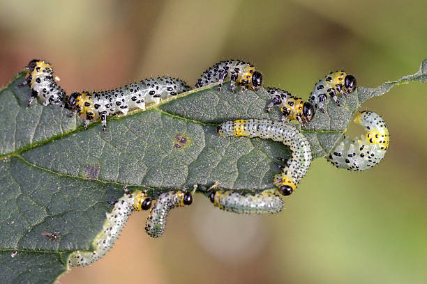istock Gooseberry sawfly catepillars 504867468