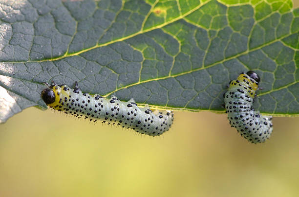 istock Gooseberry sawfly catepillars 504867516